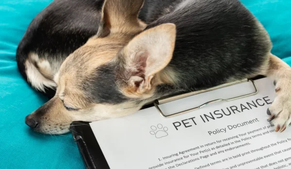 Pet Insurance